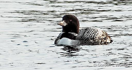 Swimming Loon_DSCF20791.jpg - Common Loon (Gavia immer) photographed along the Rideau Canal Waterway at Smiths Falls, Ontario, Canada.